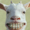 Goat with Braces