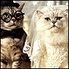Groom and Bride cats 30 11