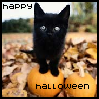Happy Halloween - Black Kitten