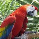 Parrot Standing