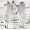Rabbits fighting