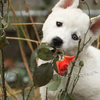 Romantic puppy
