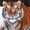 Siberian Tiger 2