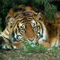 Tiger at rest