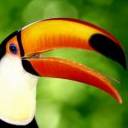 Toucan Play That Game