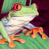 Tree Frog jpg