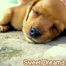 sweet dreams dog